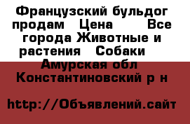 Французский бульдог продам › Цена ­ 1 - Все города Животные и растения » Собаки   . Амурская обл.,Константиновский р-н